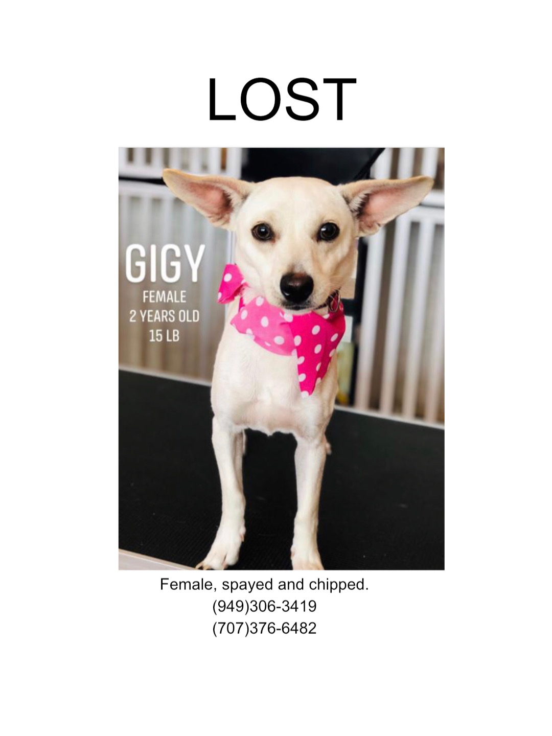 Image of Gigy, Lost Dog