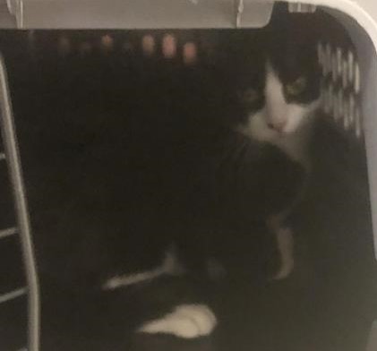 Image of Shelter name: Stella, Found Cat