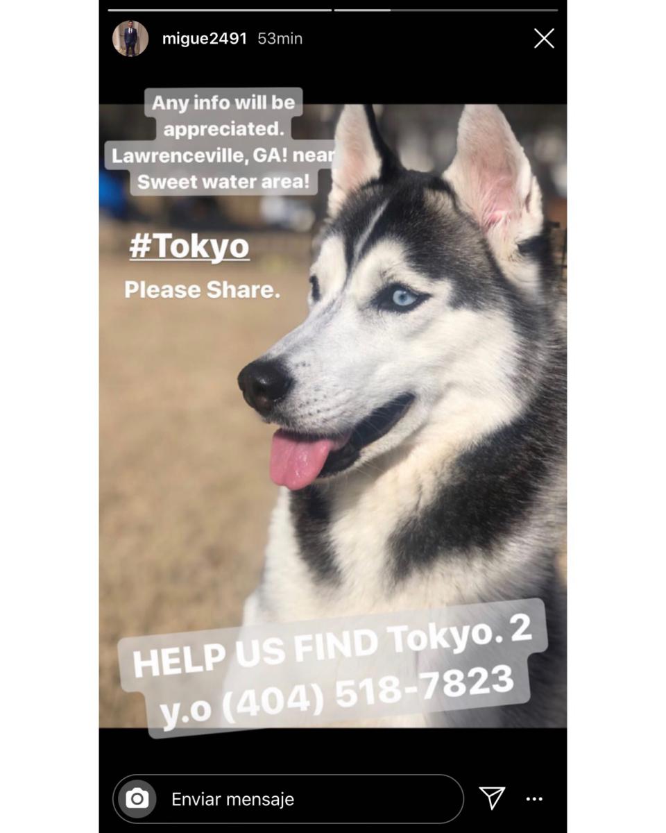 Image of Tokio, Lost Dog