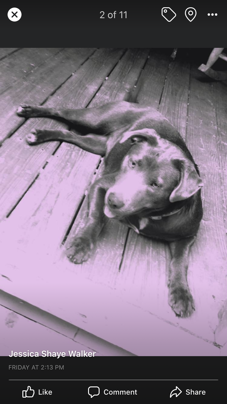 Image of Arrie, Lost Dog