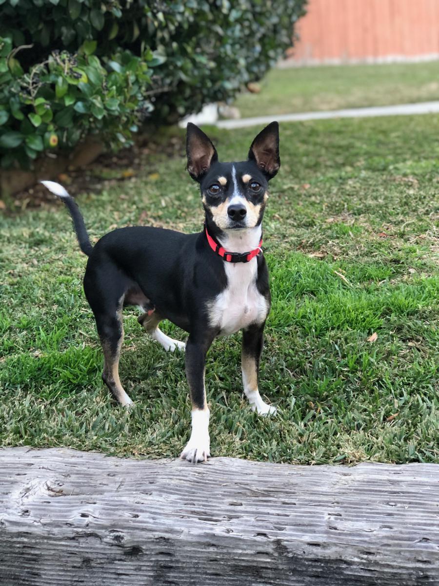Image of Chico, Found Dog