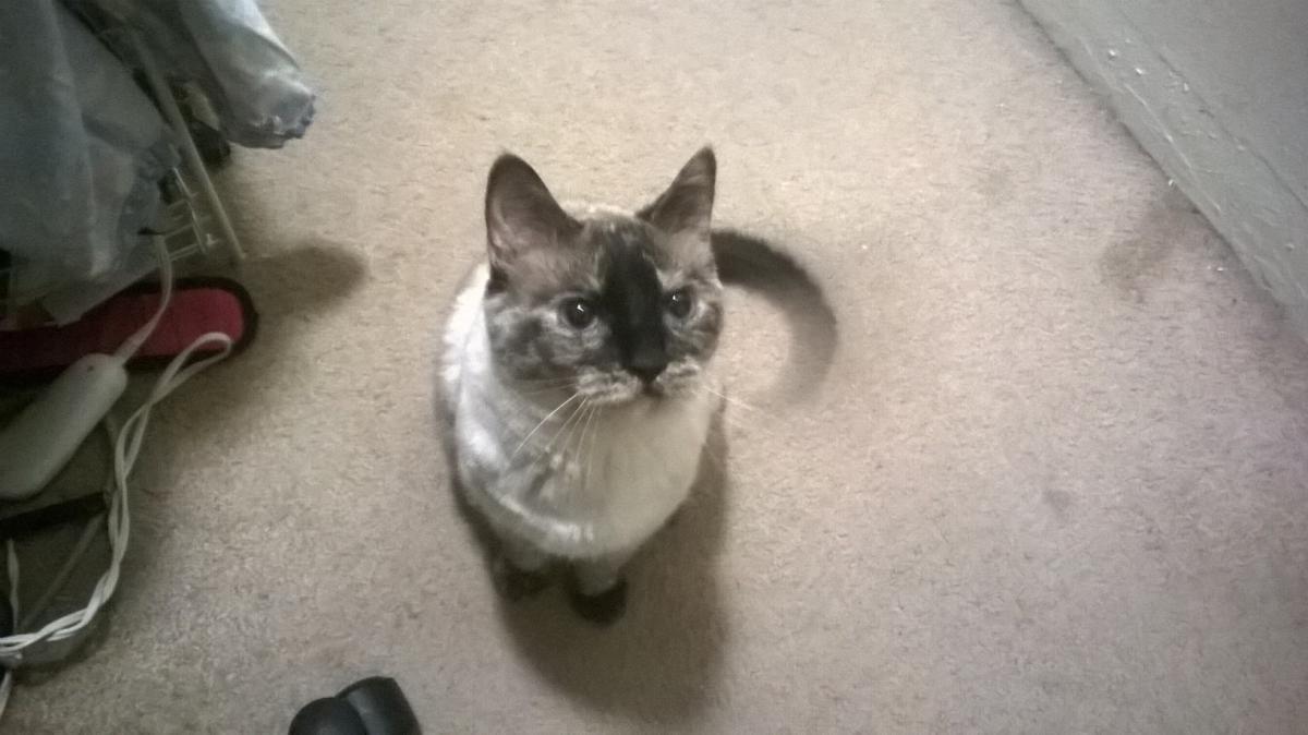 Image of Azzy, Lost Cat