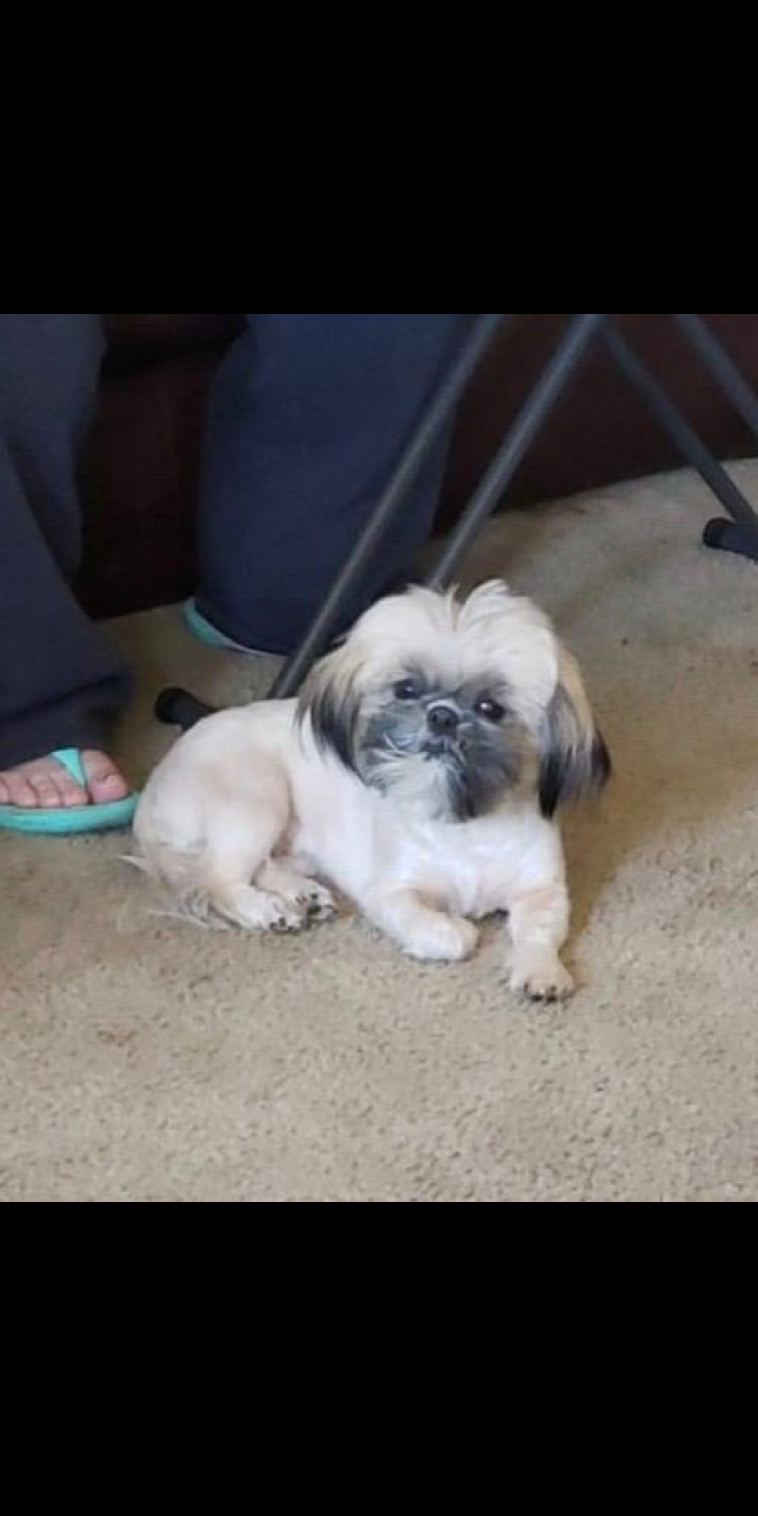 Image of Chiquis, Lost Dog