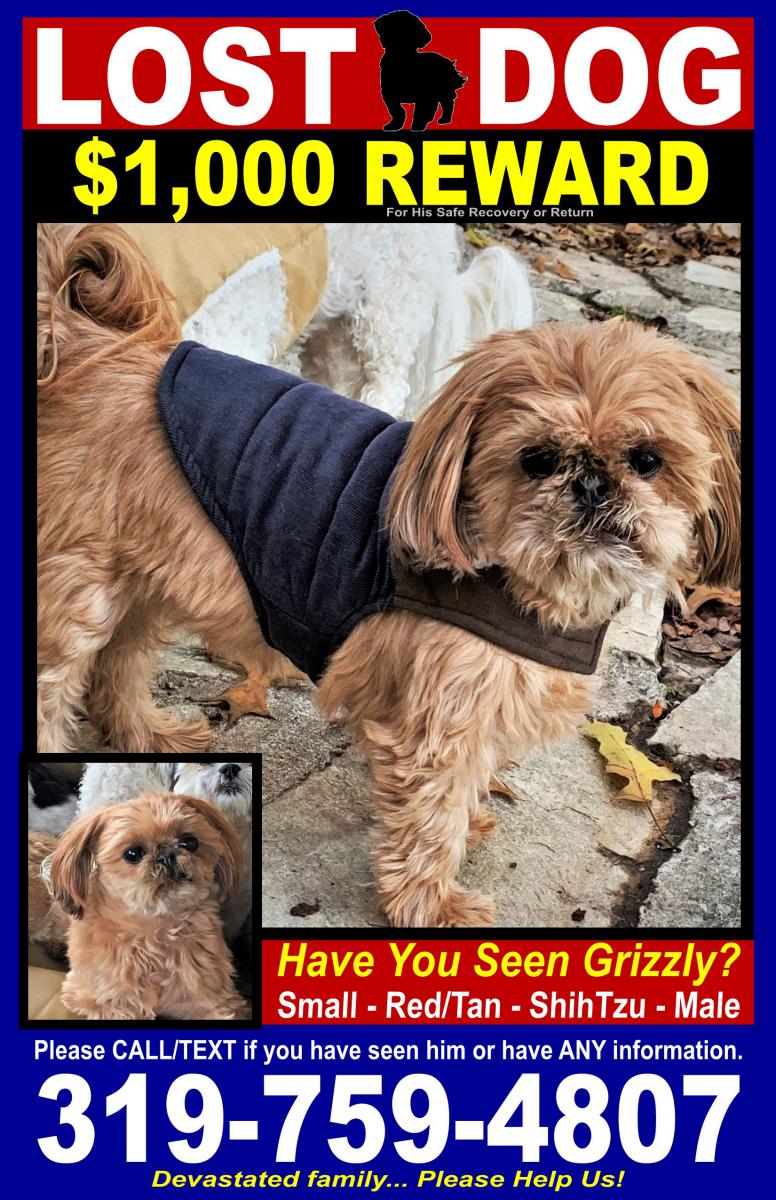 Image of Grizzly, Lost Dog