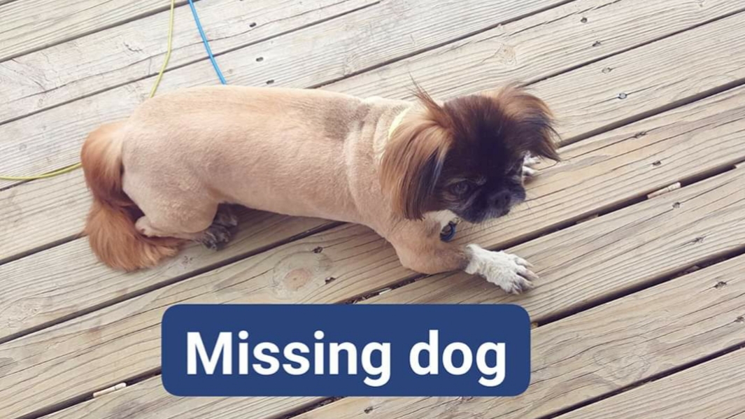Image of Beanie, Lost Dog
