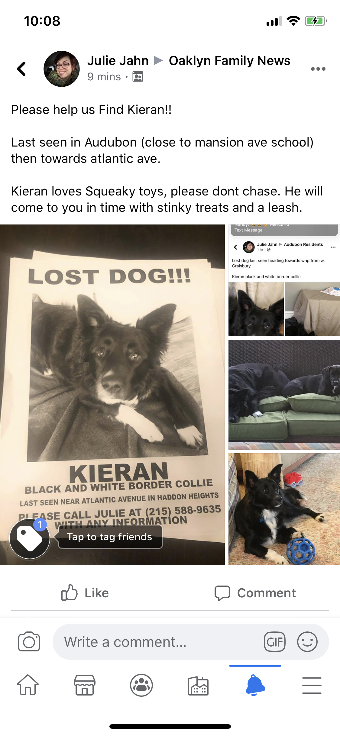Image of Kieran, Found Dog