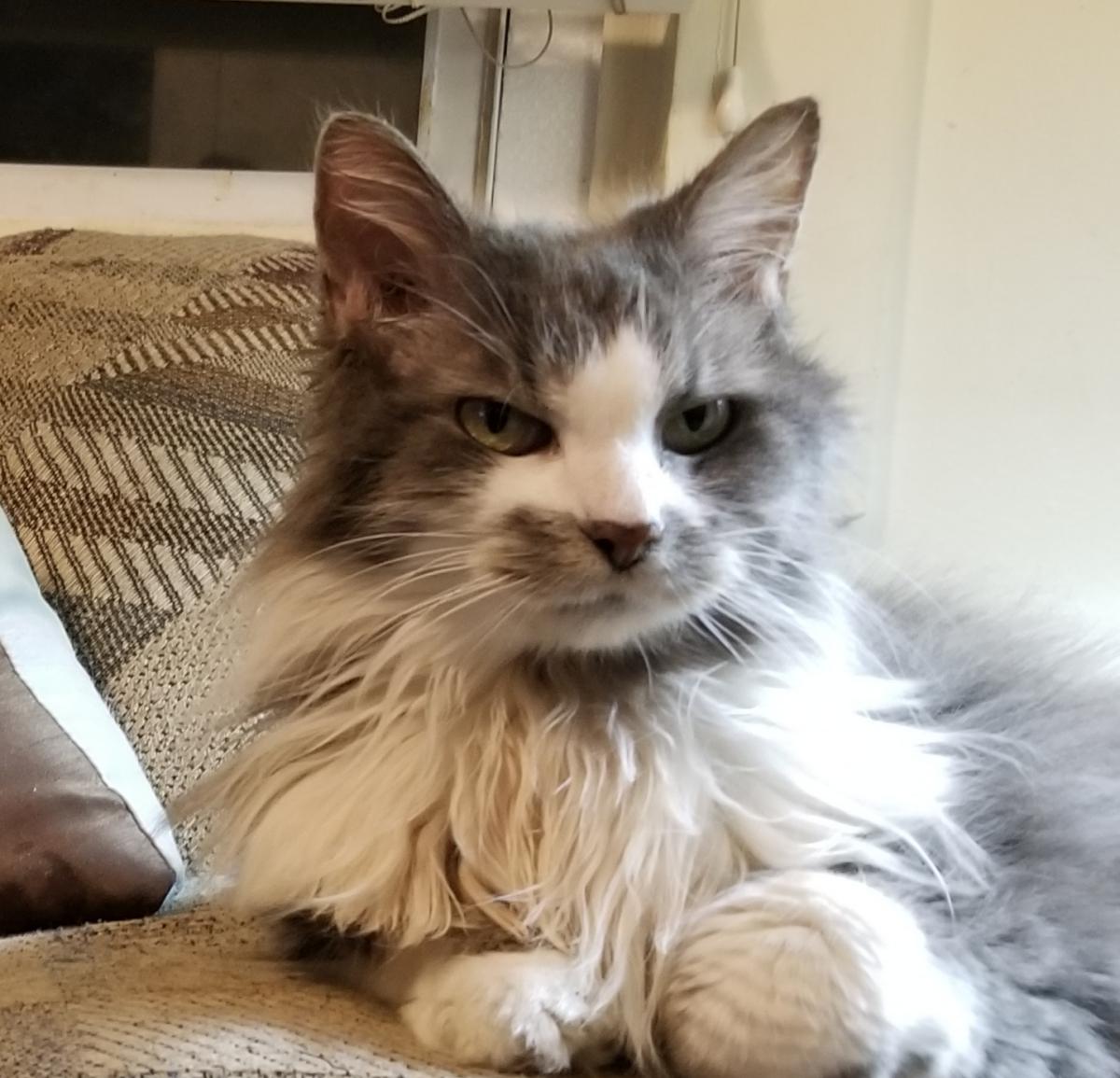 Image of Styles, Lost Cat