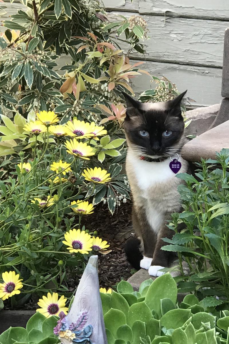 Image of Baily, Lost Cat