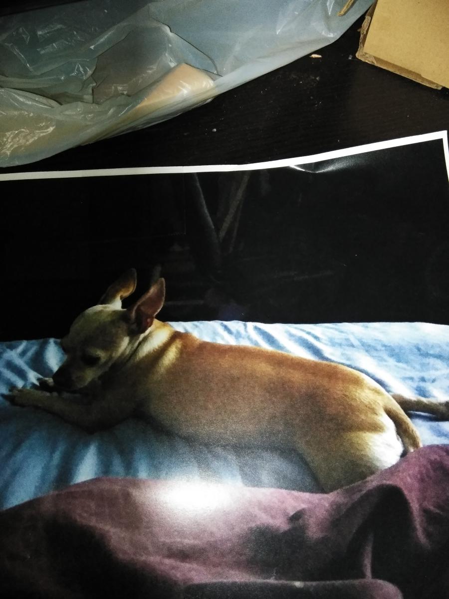 Image of Rexx, Lost Dog