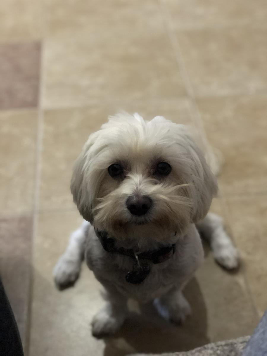 Image of MOLLY, Found Dog