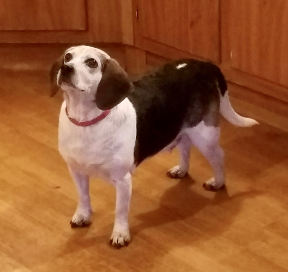 Image of Unknown beagle?, Found Dog