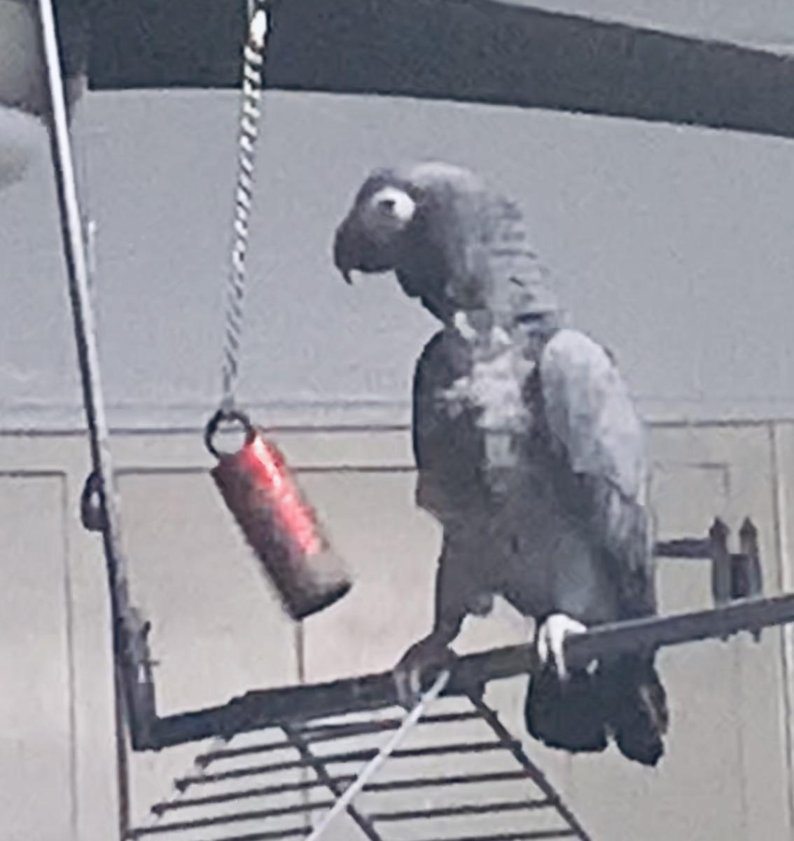 Image of SCOOTER, Lost Bird