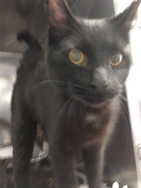 Image of Shelter name: Fred, Found Cat