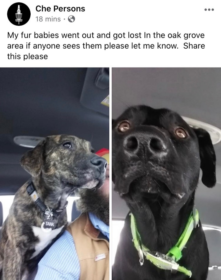 Image of Rex and Tank, Lost Dog
