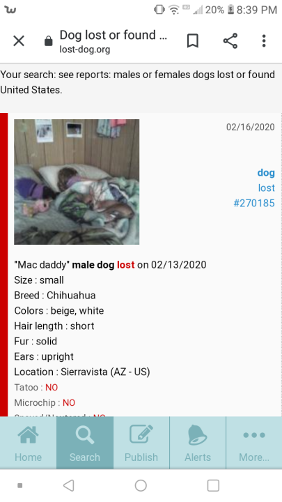Image of Mac daddy, Lost Dog
