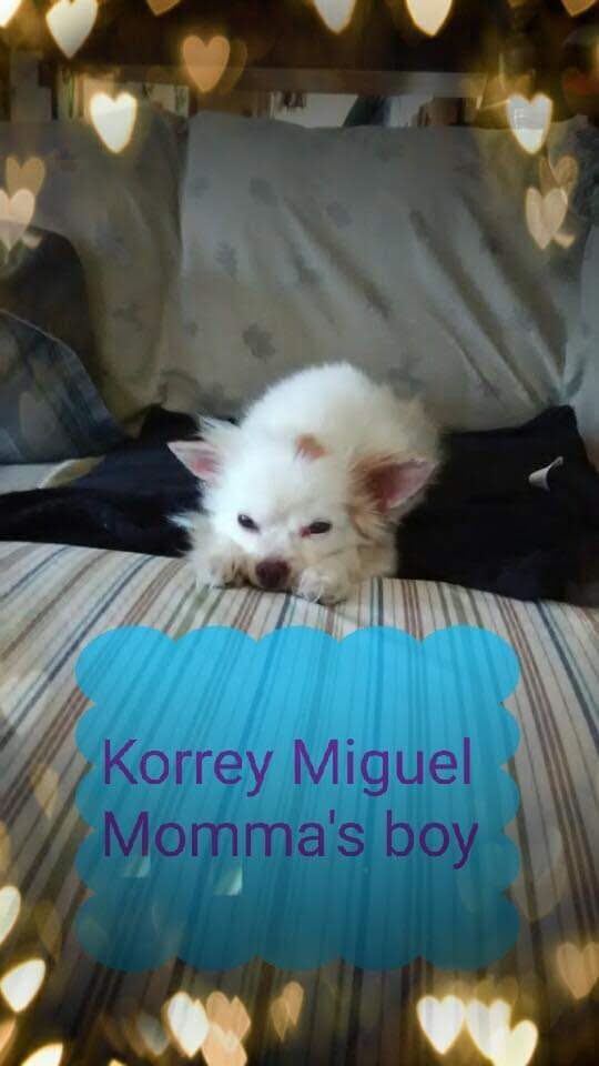 Image of Korrey Miguel, Lost Dog