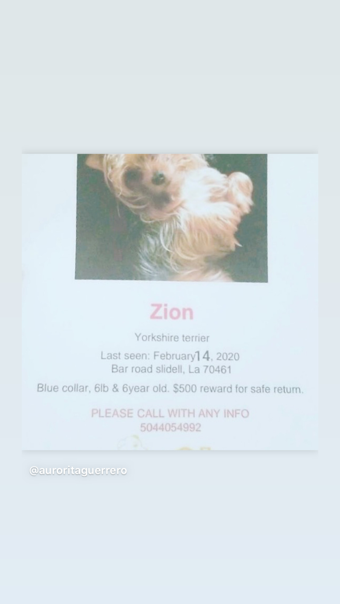 Image of Zion, Lost Dog