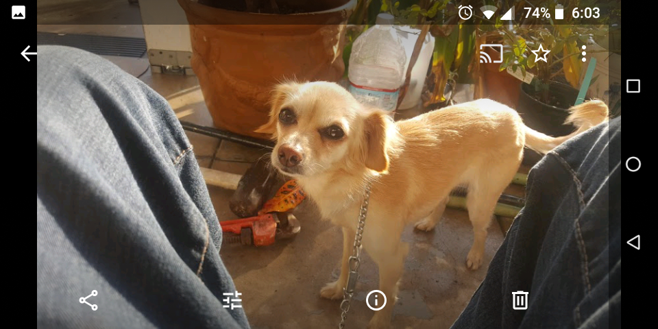 Image of Chanal, Lost Dog