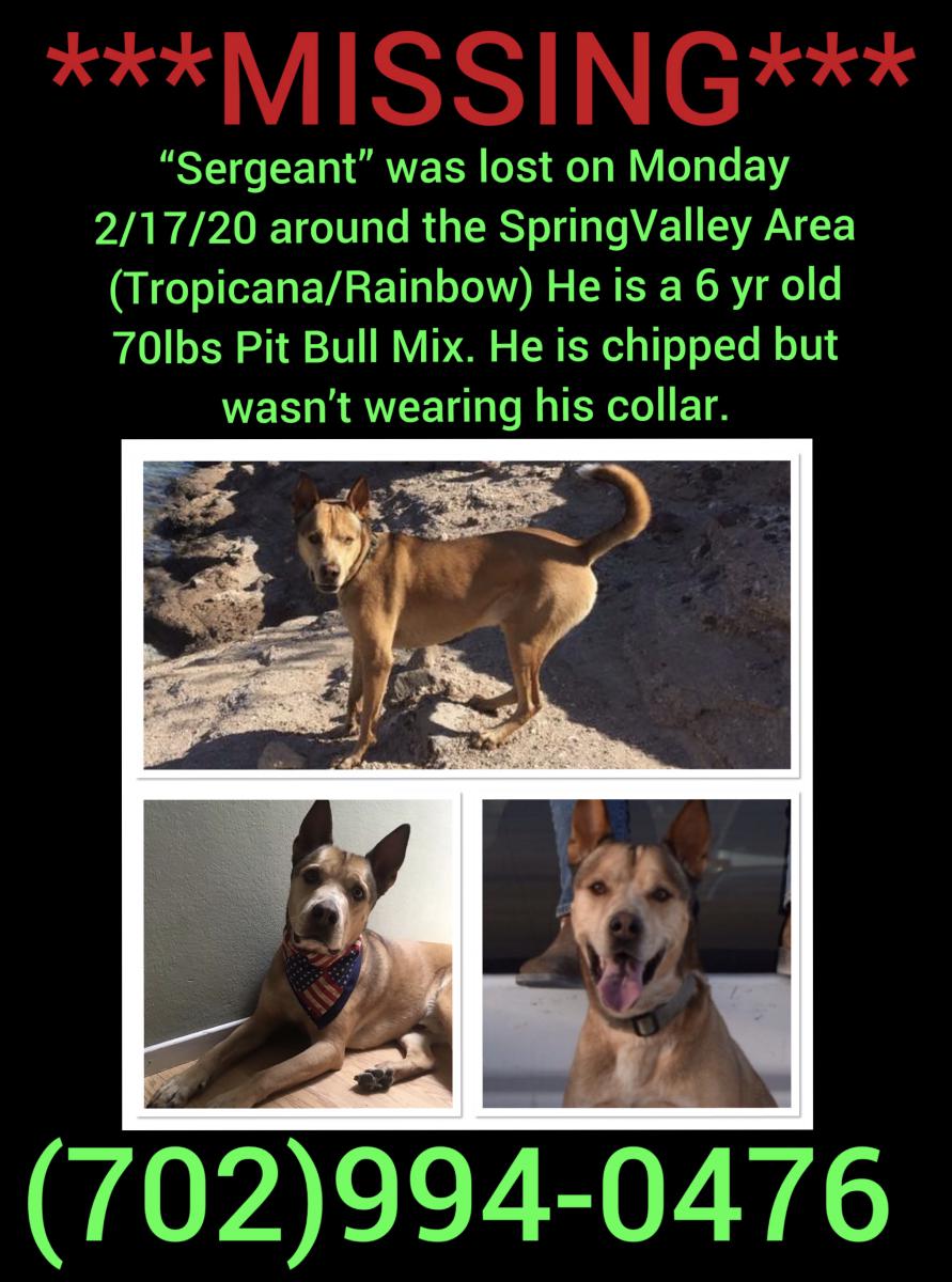 Image of Sergeant, Lost Dog