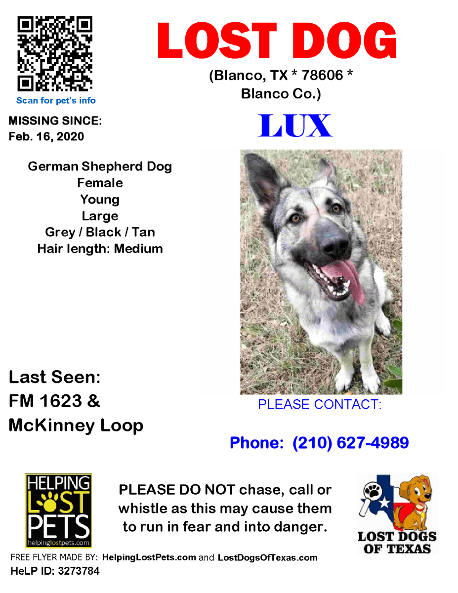 Image of Lux, Lost Dog