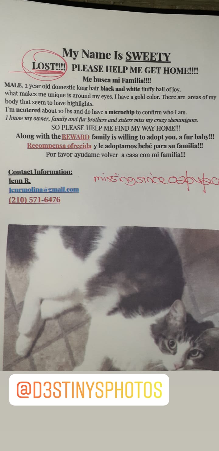 Image of Sweety, Lost Cat