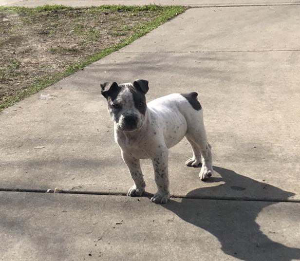 Image of Paco, Lost Dog
