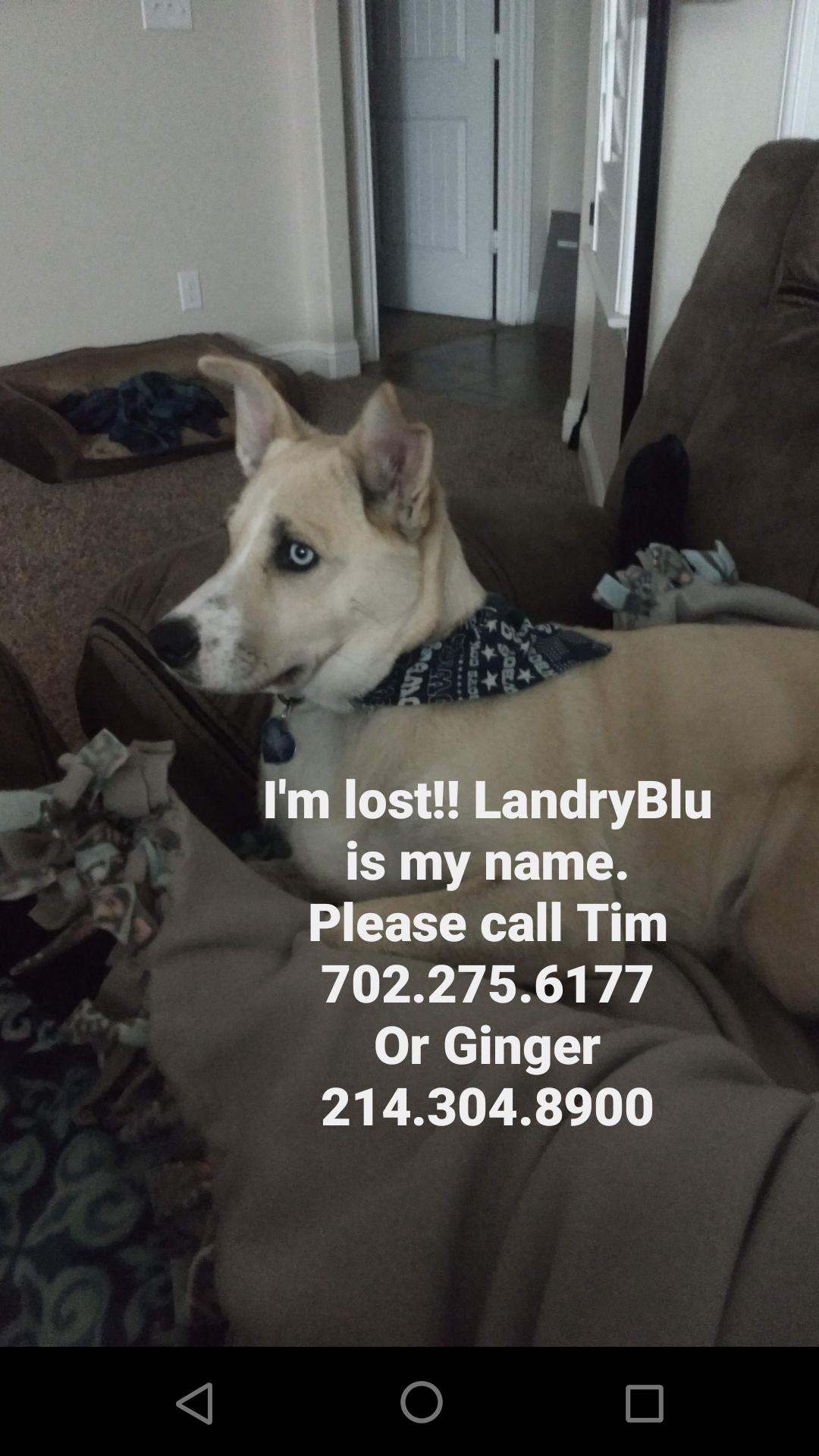 Image of LandryBlu, Lost Dog