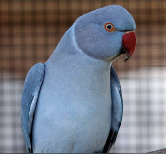 Image of Rio, Lost Bird