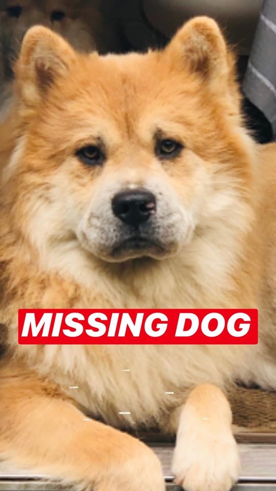 Image of Folly, Lost Dog