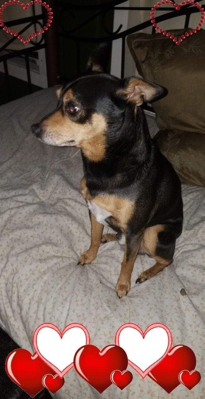 Image of Beezy, Lost Dog