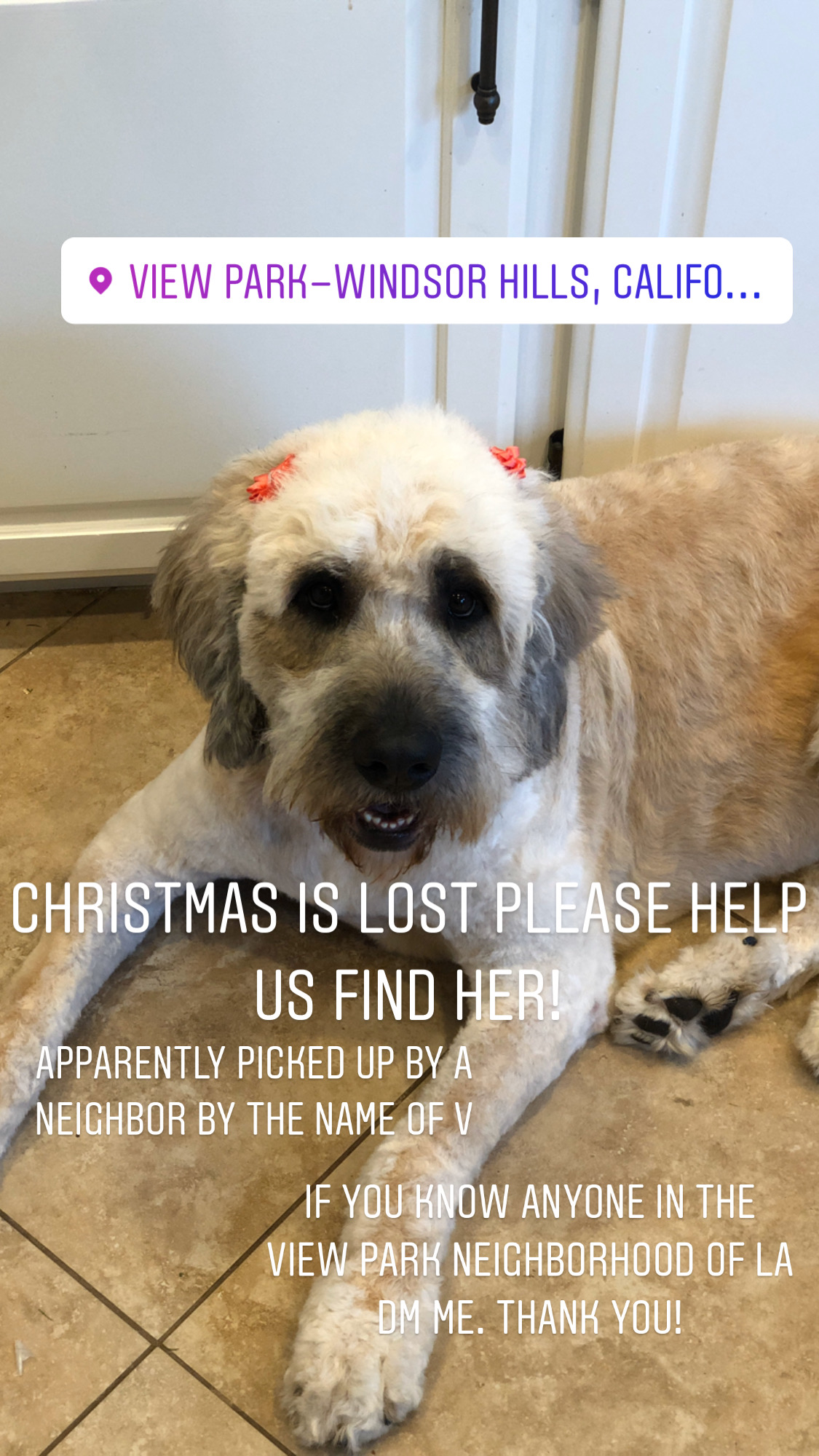 Image of Christmas, Lost Dog