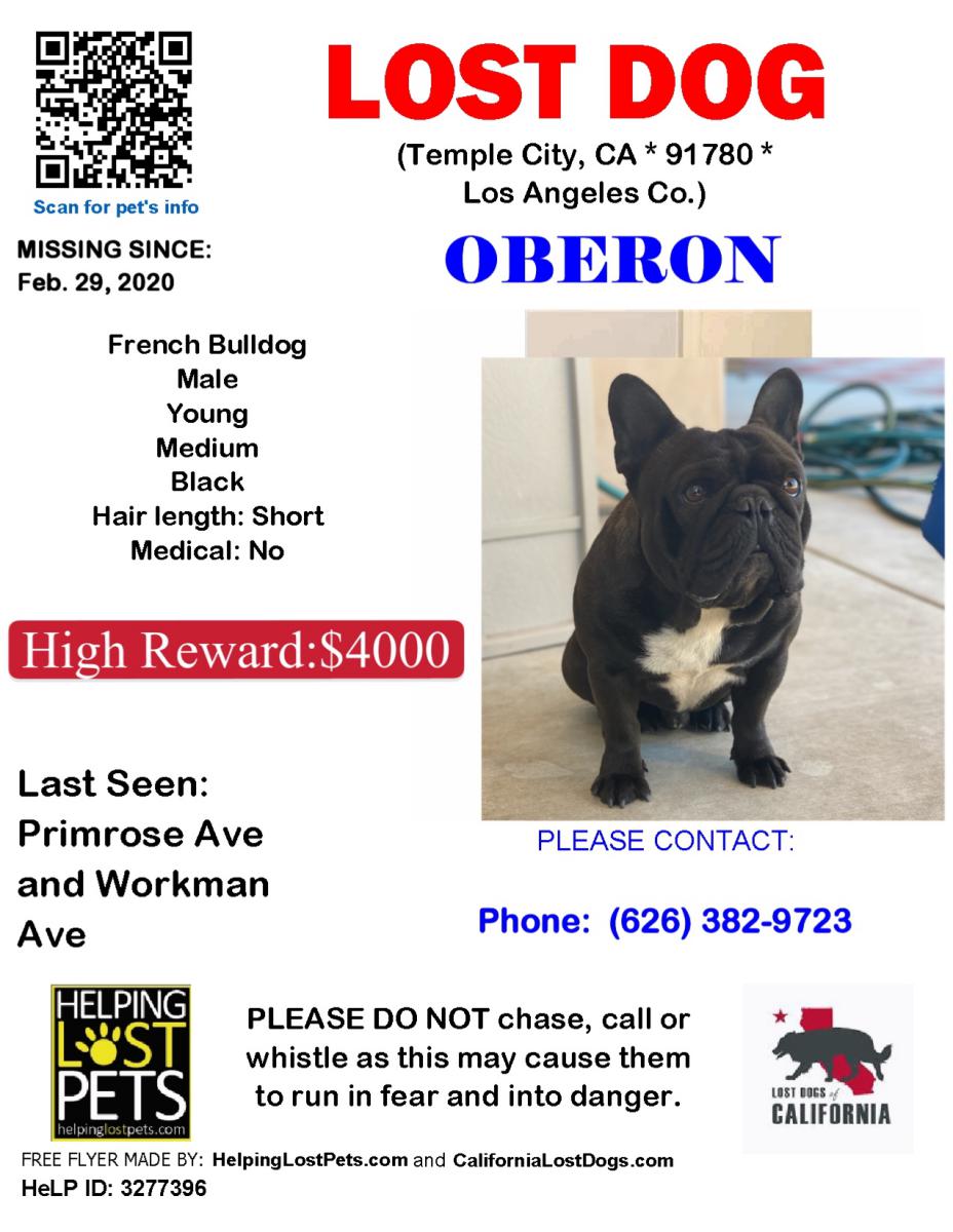 Image of Oberon, Lost Dog