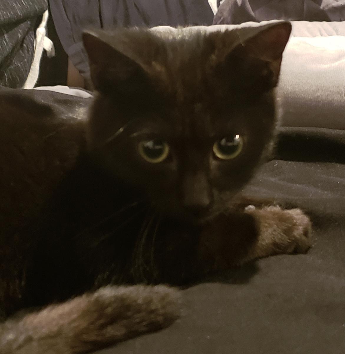 Image of Midna, Lost Cat