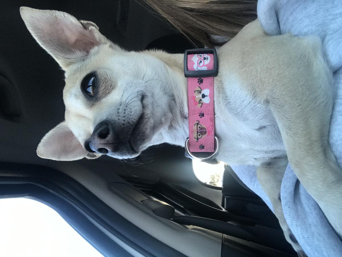 Image of Unknown - chihuahua, Found Dog