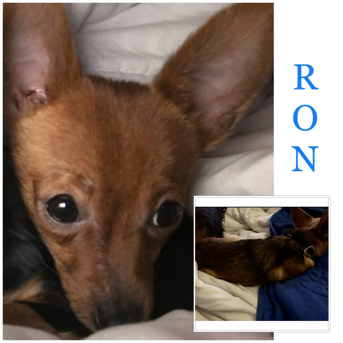 Image of Ron, Lost Dog