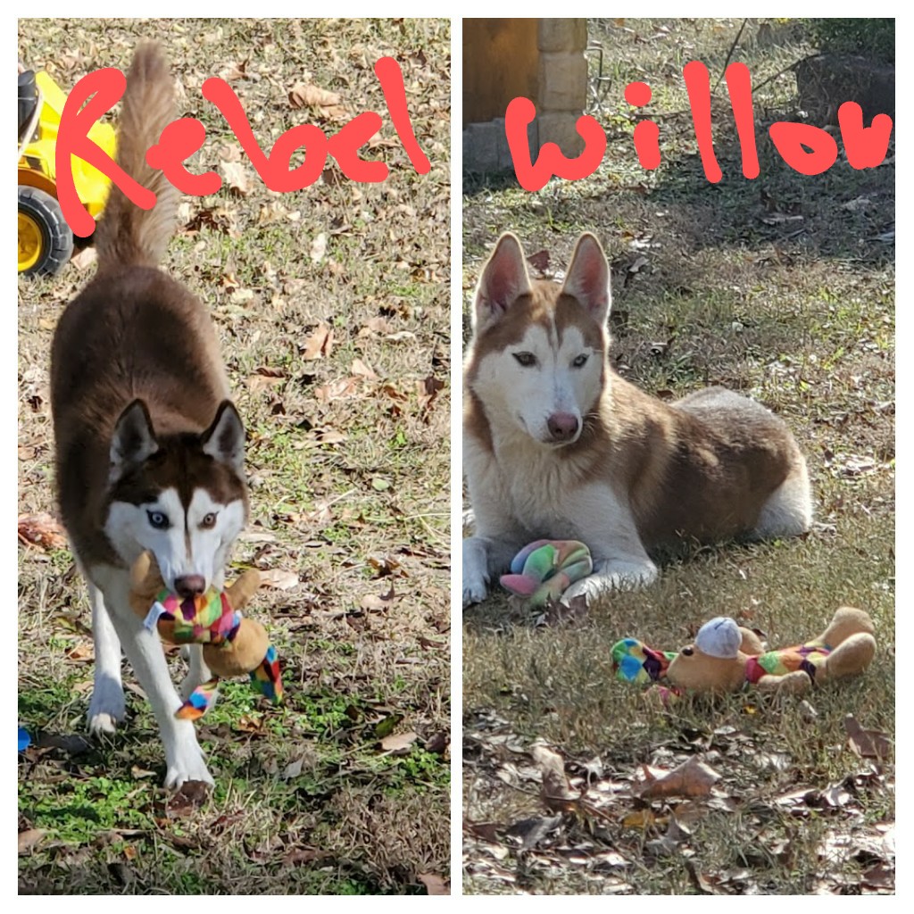 Image of Rebel and Willow, Lost Dog