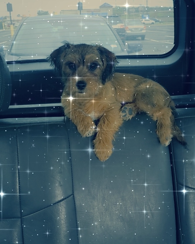 Image of Flea, Lost Dog