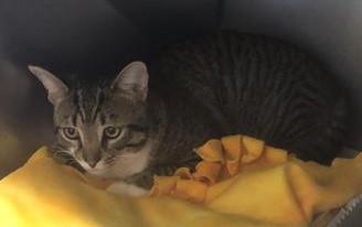Image of Shelter name: Zippy, Found Cat