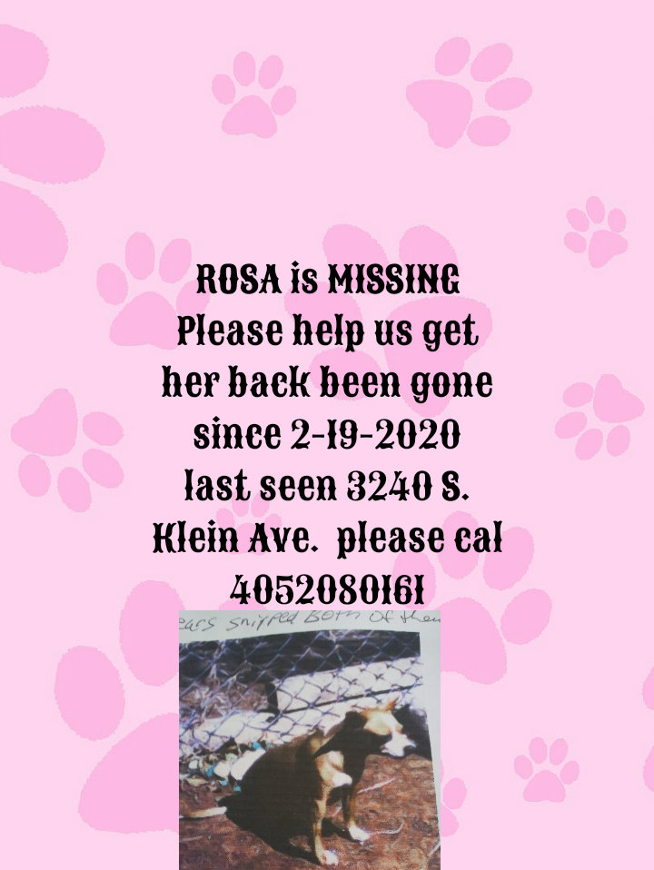 Image of Rosa, Lost Dog