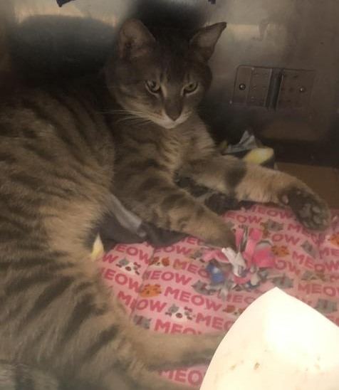 Image of Shelter name:Indiana, Found Cat