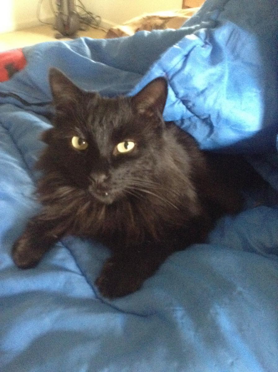 Image of Bela, Lost Cat