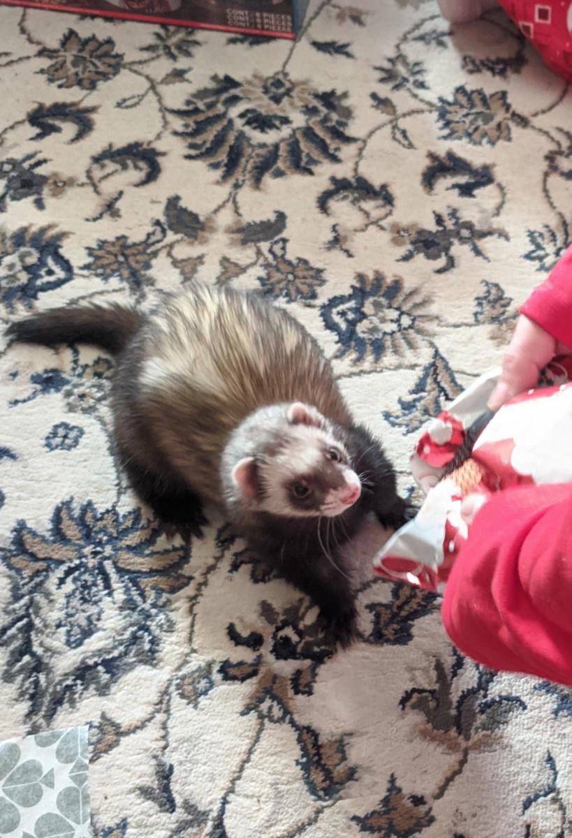 Image of Lilly, Lost Ferret