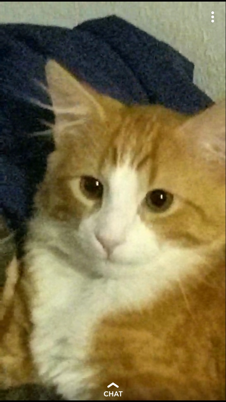 Image of Edgar, Lost Cat