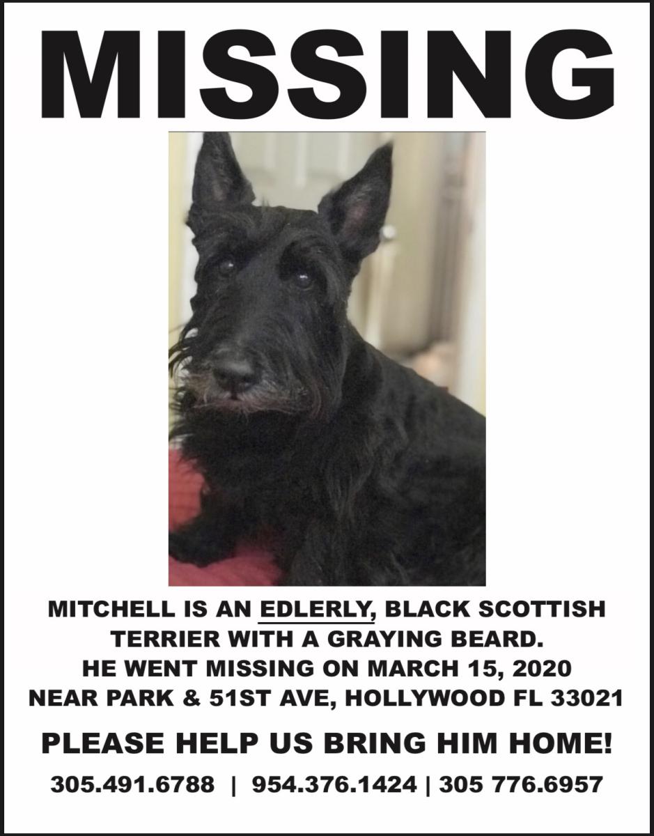 Image of Mitchell, Lost Dog