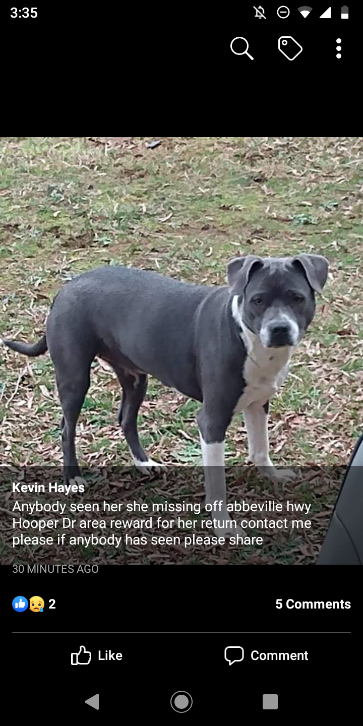 Image of ThelmaLou, Lost Dog
