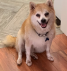Image of Felix, Lost Dog