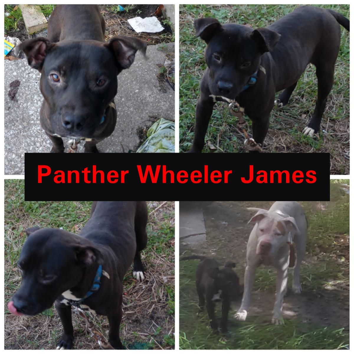 Image of Panther, Lost Dog