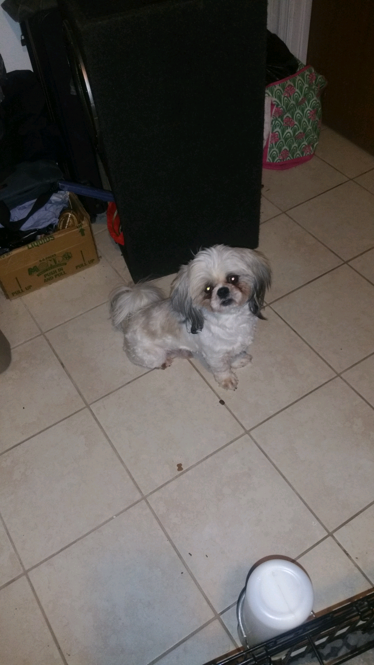 Image of Chubbs, Lost Dog