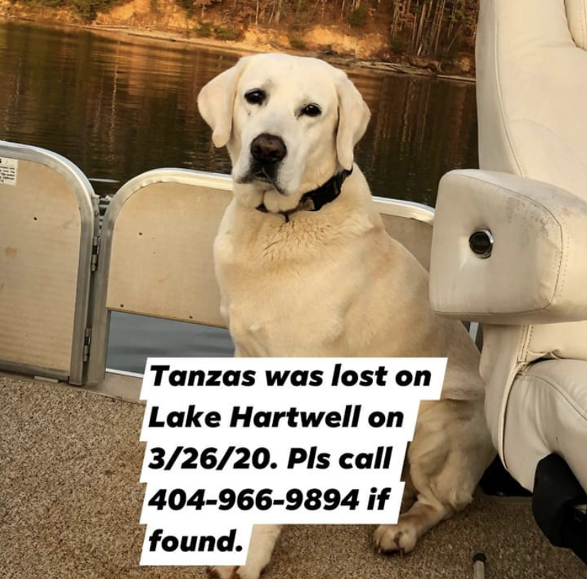 Image of Tanzas, Lost Dog