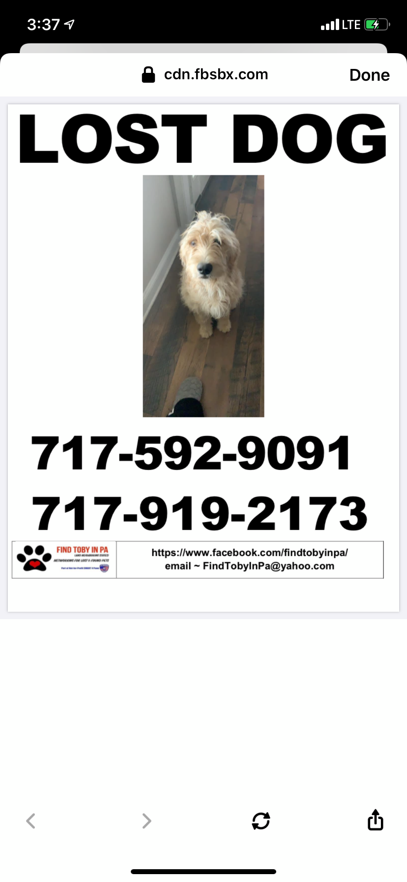 Image of Daisy Doodle, Lost Dog